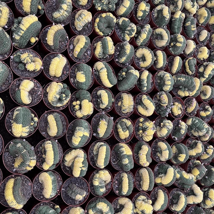 Matucana Aurantiaca Cristata Variegata