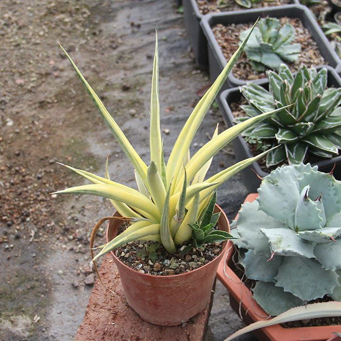 Sansevieria Gracilis Variegated