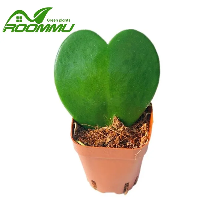 Hoya Kerrii হৃদয়