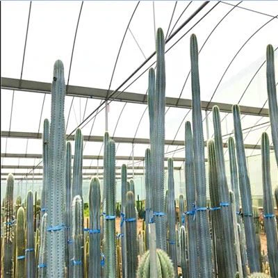 নীল কলামার ক্যাকটাস পিলোসোসেরিয়াস প্যাকিক্লাদাস