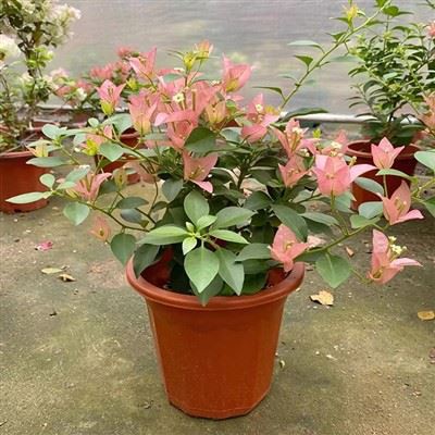 বোগেনভিলিয়া কায়াটা