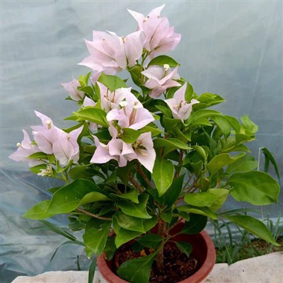 বোগেনভিলিয়া সিলুয়েট