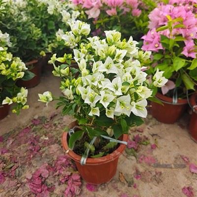 বোগেনভিলিয়া স্নো হোয়াইট