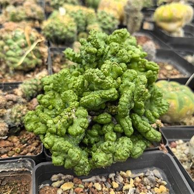 Euphorbia Horrida Monstrosa F. Cristata