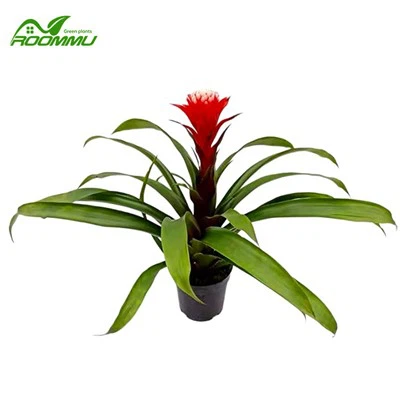 গুজমানিয়া ফ্রান্সেসকা