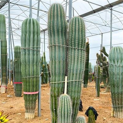 মেক্সিকান কার্ডন ক্যাকটাস