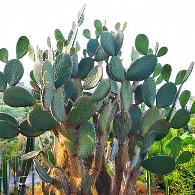 Opuntia Leucotricha Dc