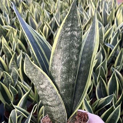 Sansevieria Trifasciata গোল্ডেন ফ্লেম