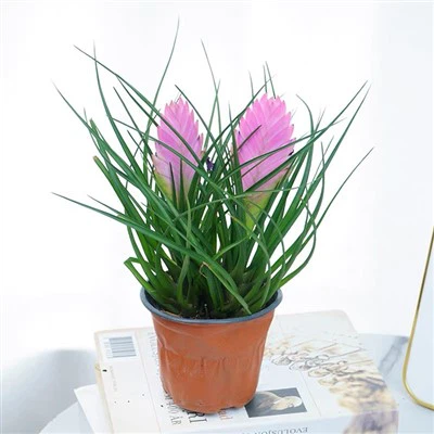 টিল্যান্ডসিয়া সায়ানিয়া ফুলের উদ্ভিদ