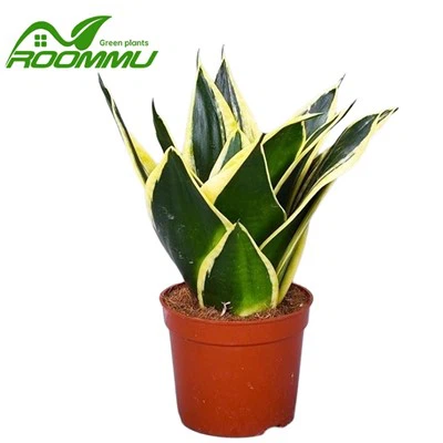 Sansevieria Trifasciata 'Hahnii' উদ্ভিদ